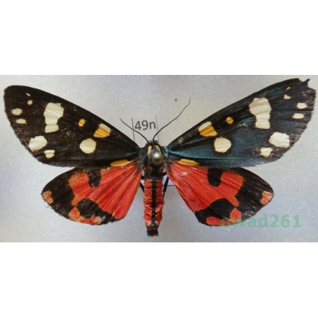 Callimorpha dominula (Linnaeus, 1758) Poland49n